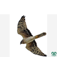 گونه سنقر سفید Pallid Harrier